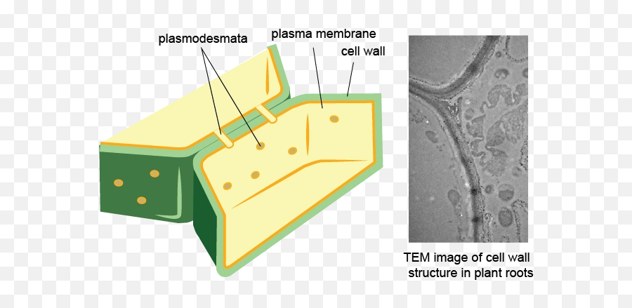 Plant Cell Membrane - Cell Wall Png,Wall Png