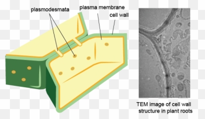 Plant Cell Membrane - Cell Wall Png,Wall Png
