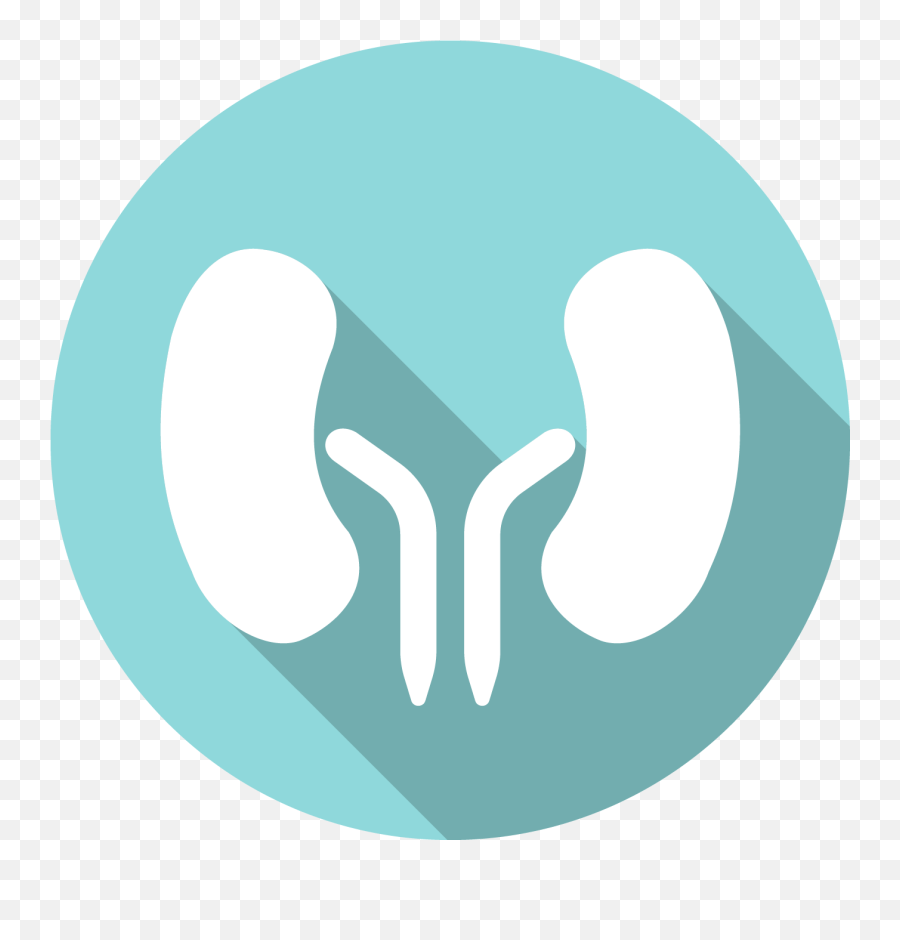Kidneys Springfield Nutraceuticals - Language Png,Nephrology Icon
