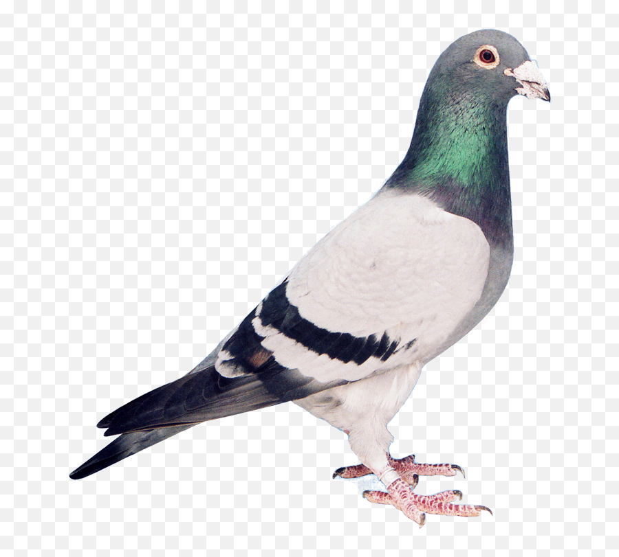 Sumo - Rock Dove Png,Pigeons Png