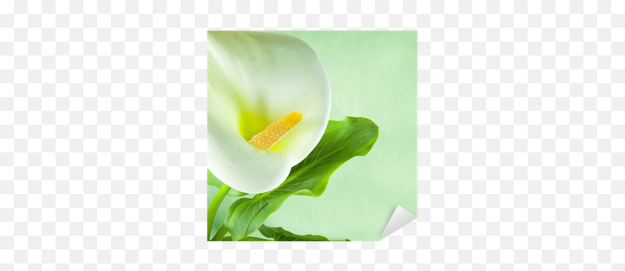 Flor Cala Con Hojas Sticker U2022 Pixers We Live To Change - Giant White Arum Lily Png,Hojas Png
