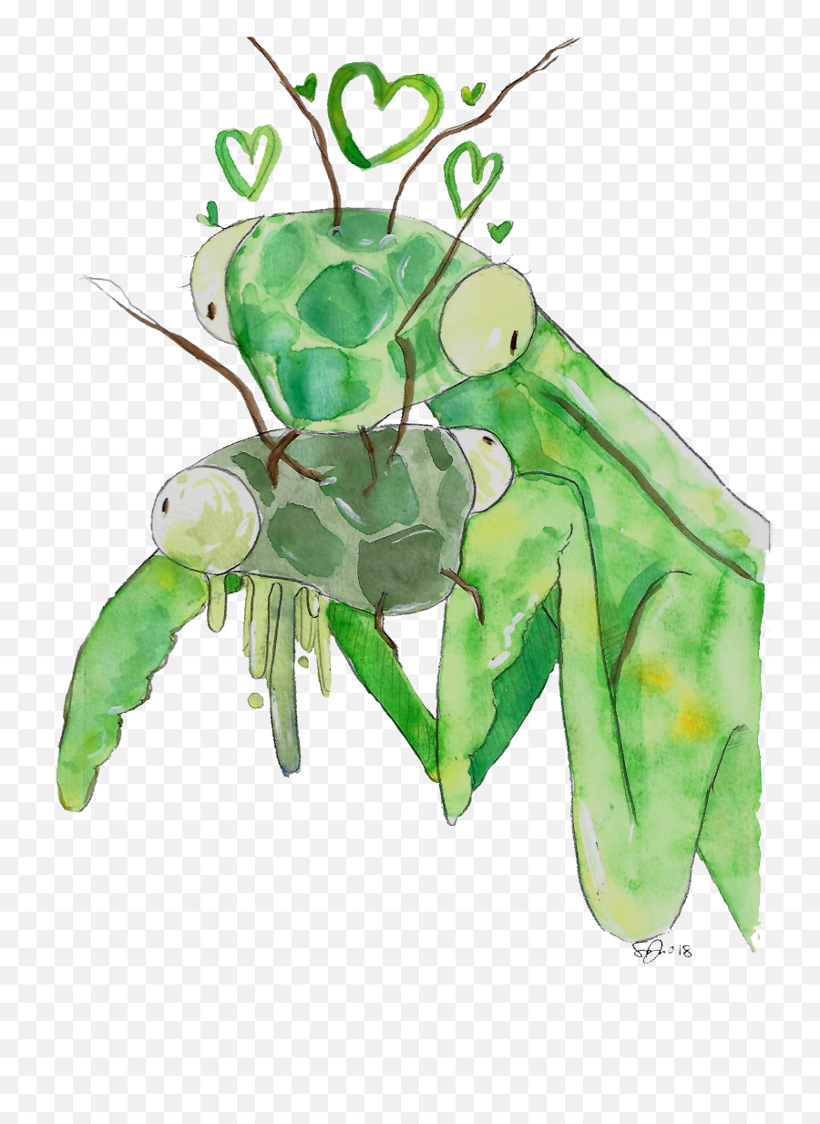 Mantis - Love Paint The Town Citrus Insect Png,Mantis Png
