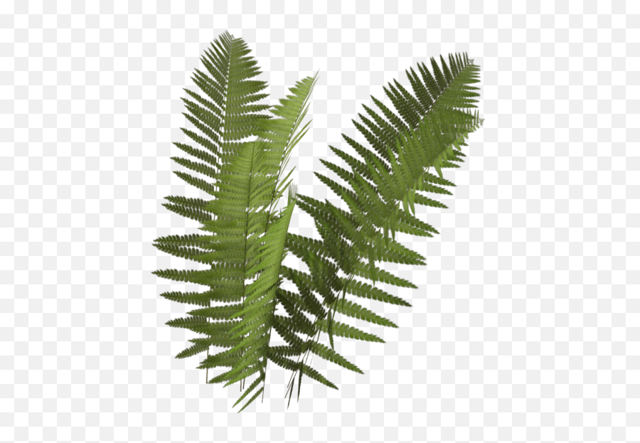 Fern Png 3 Image - Fern With No Background,Fern Png