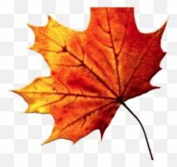 Maple Leaves Png - Mapple Leaf Transparent Background