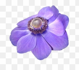 Anemone Flower Violet - Free Photo On Pixabay Flor Violeta Png,Nature Transparent Background