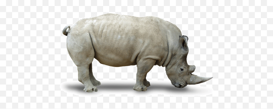 Rhino Png - Northern White Rhino White Background,Rhino Transparent Background