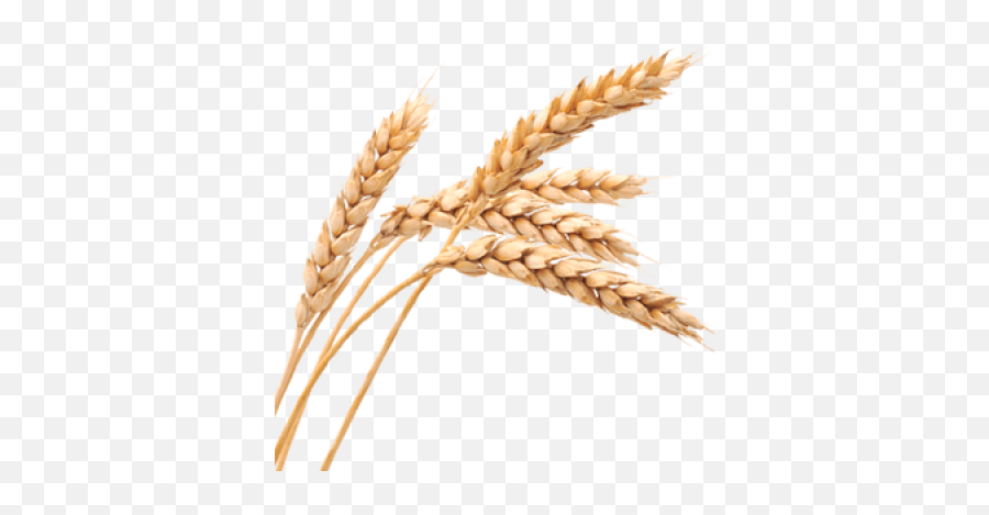 Png Background - Transparent Transparent Background Wheat Png,Wheat Transparent