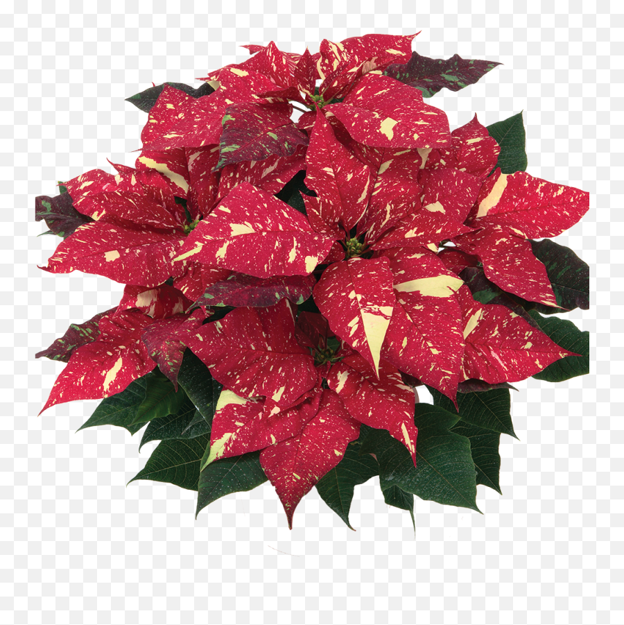 Download Primero Red Glitter - Red Glitter Poinsettia Png,Red Glitter Png