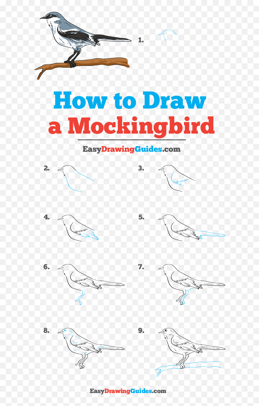 Drawing Tutorial - Draw A Mockingbird Step By Step Png,Mockingbird Png
