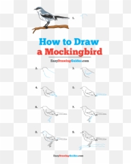 Drawing Tutorial - Draw A Mockingbird Step By Step Png,Mockingbird Png