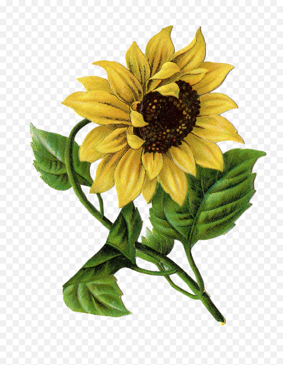 Drawing In Png Format With - Sunflower Drawing Png,Sunflower Transparent Background