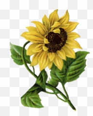 Drawing In Png Format With - Sunflower
