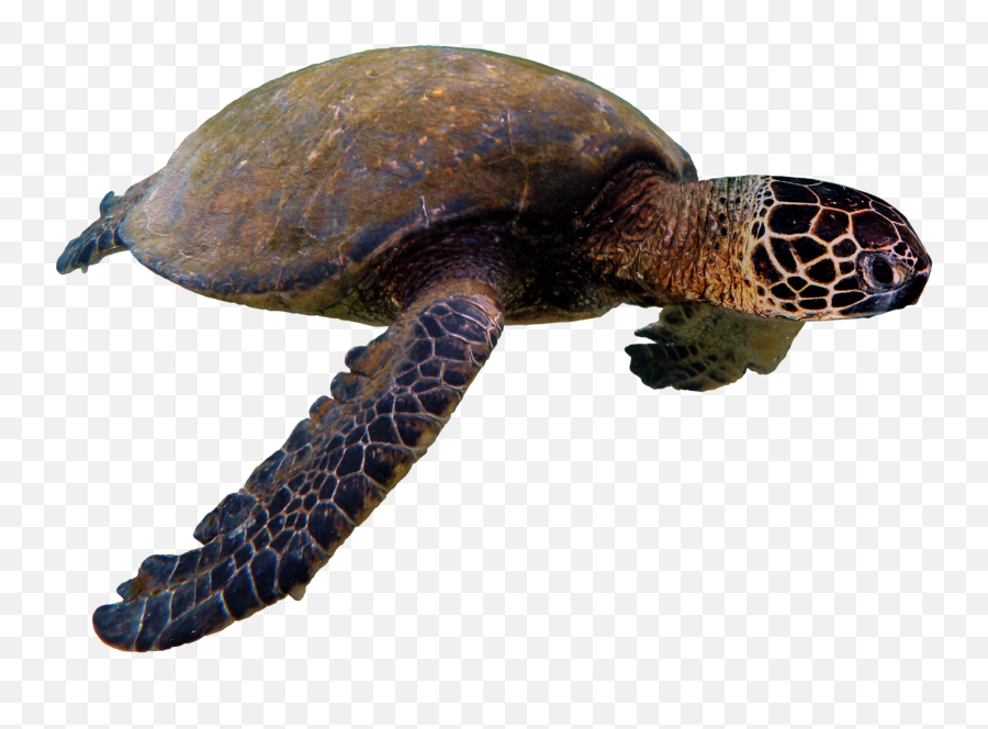 Sea Turtle Png Transparent - Hawksbill Sea Turtle,Turtle Png