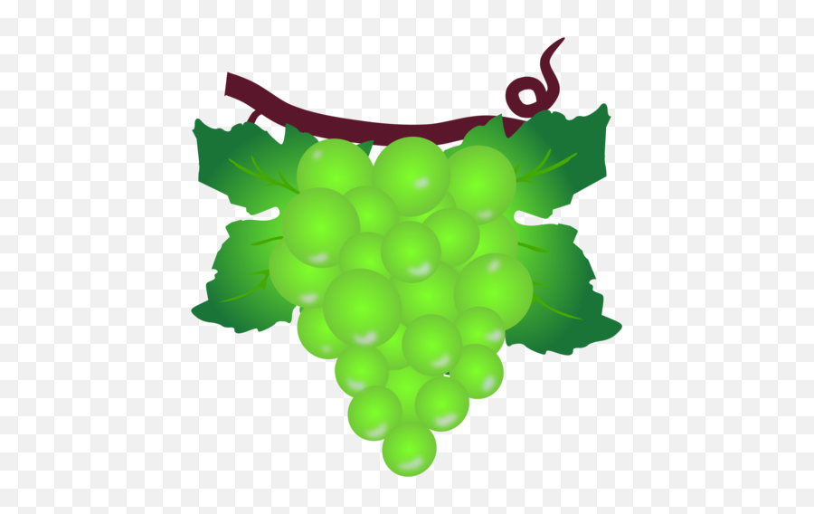 Plant Grape Grapevine Family Png - Green Grapes Clipart,Grapevine Png