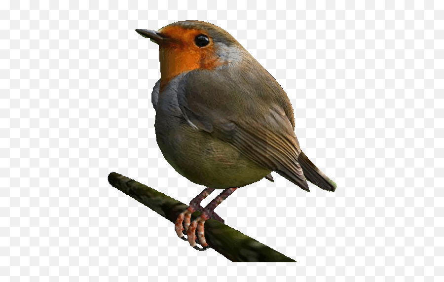 Bird Sticker By Badblueprints For Ios Android Giphy - Animated Robin Bird Transparent Png,Bird Transparent