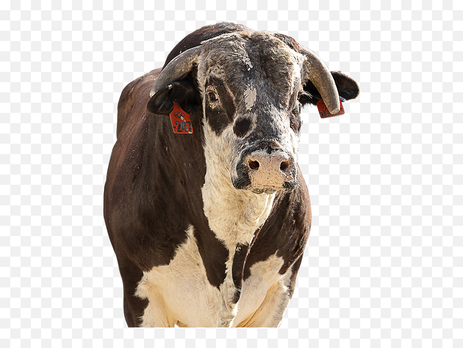 Pbr Bull Red Bandana - Portable Network Graphics Png,Bandana Transparent