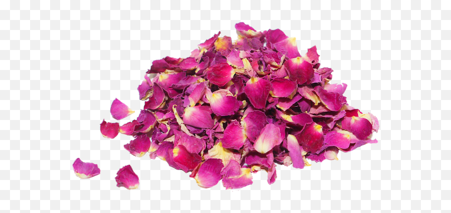 Petalos De Rosas Png Transparent - Pink Dry Rose Png,Rosas Png