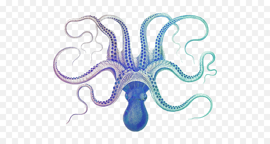 Galaxy Octopus Fleece Blanket - Polpo Book Png,Octopus Transparent