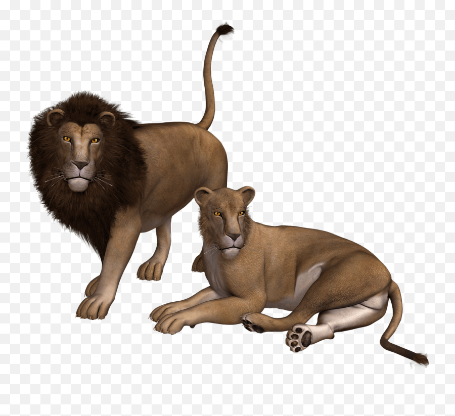 Lion Couple Clipart Transparent Png - Stickpng Lion Couple Png,Lion Roar Png