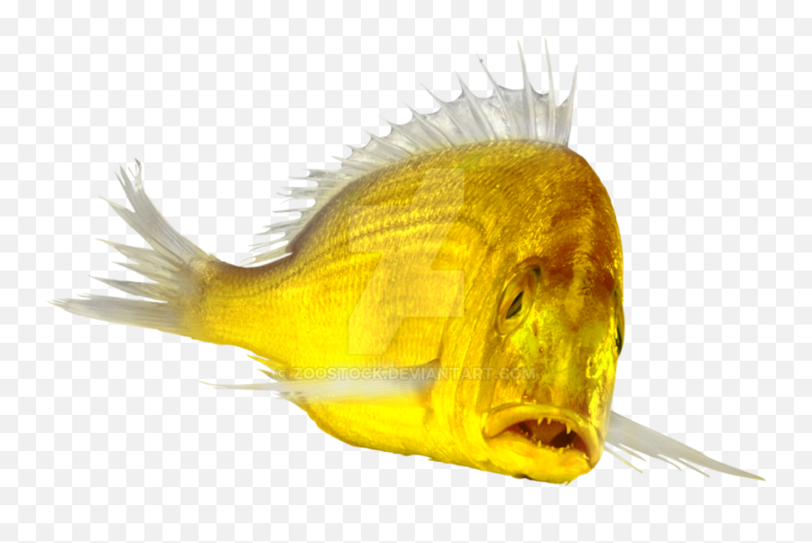 Brodiaeacom - Peixe Real Png,Fish Transparent Background