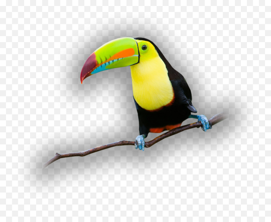 See Touch And Feed - Toucan Full Size Png Download Seekpng Toco Toucan,Toucan Png