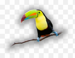 See Touch And Feed - Toucan Full Size Png Download Seekpng Toco Toucan,Toucan Png