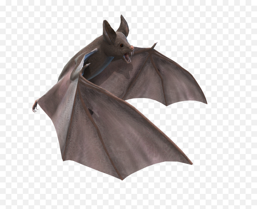 Download Bat Png Images Background - Bat Animal Png Hd,Bats Png