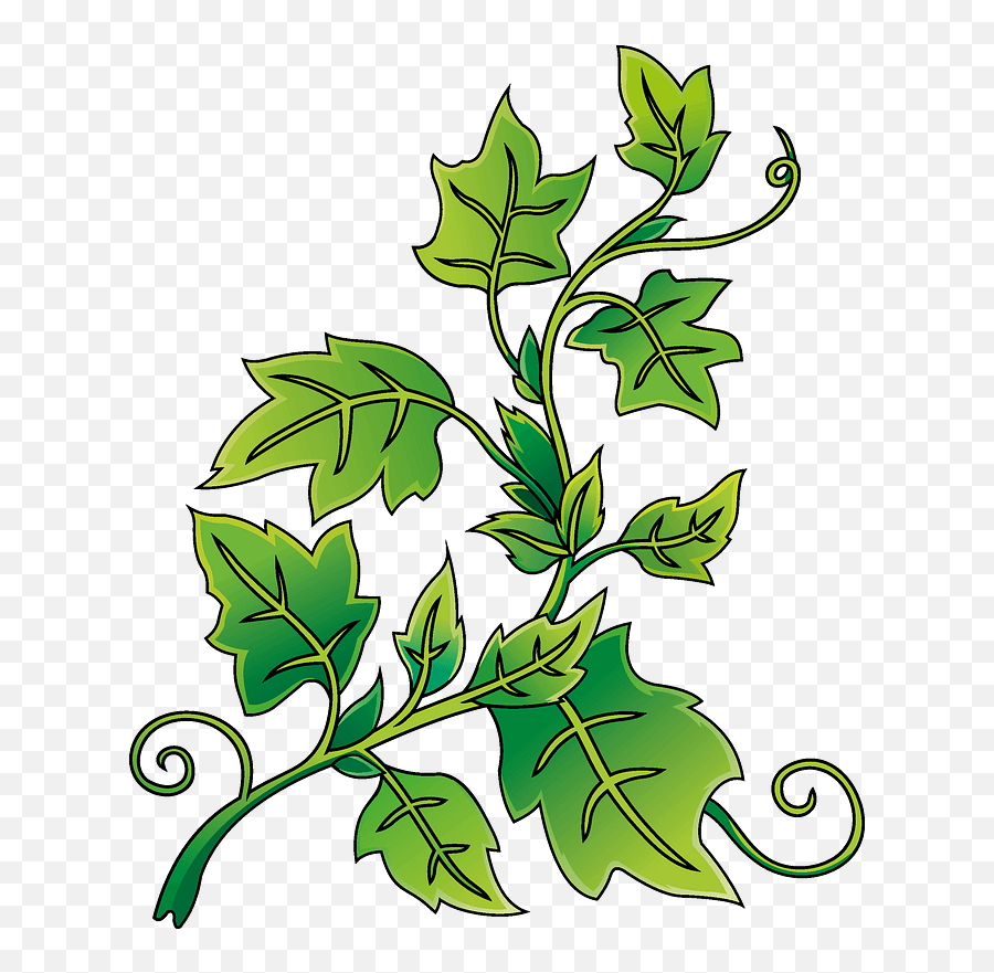 Ivy Clipart Free Download Transparent Png Creazilla - Ivy Solouette,Ivy Transparent