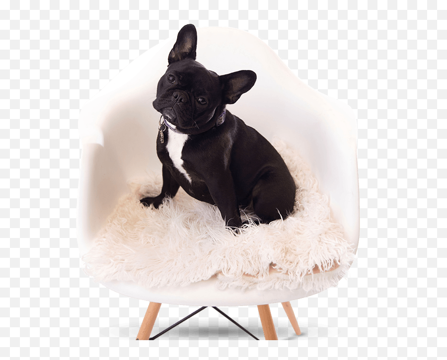 French Bulldog Png - Bullington French Bulldogs French Frenchie,French Bulldog Png