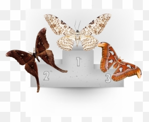 Attacus Atlas - Atlas Moth Taxo4254 Wikinus png