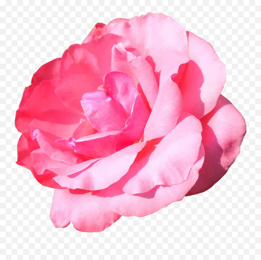 Flower Rose Pink - Free Image On Pixabay Hybrid Tea Rose Png,Rose Flower Icon