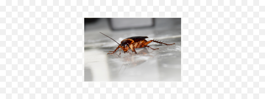 Cockroach U2013 Cambridge Environmental Services - Cockroach Png,Cockroach Transparent