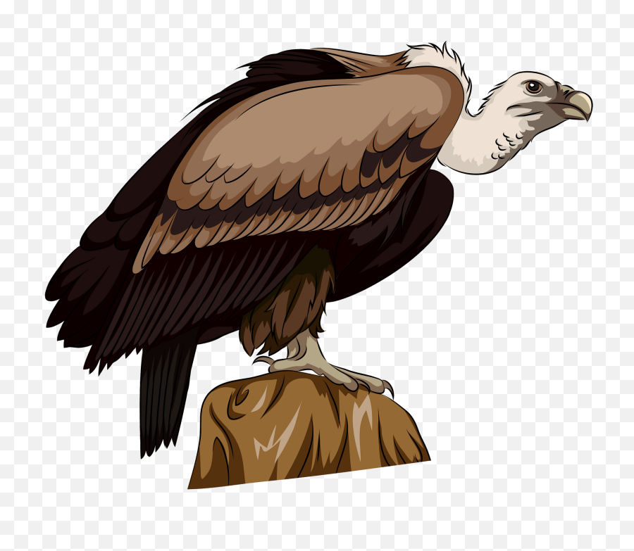 Long Billed Indian Vulture Clipart - Vulture Vector Png,Vulture Png