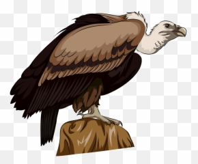 Long Billed Indian Vulture Clipart - Vulture Vector Png,Vulture Png