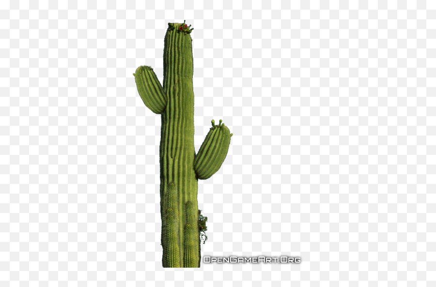 Download - Transparentcactusplantpngfordesigningpurpose Cactus Png,Plant Transparent Background