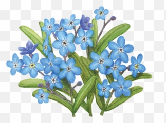 Forget - Scorpion Grasses Png,Forget Me Not Png