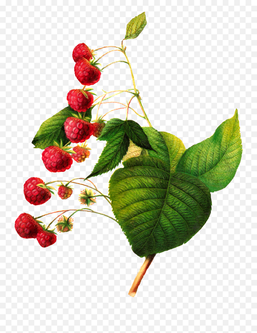 Antique Raspberry Image Digital Fruit - Botanical Fruit Illustration Png,Botanical Png