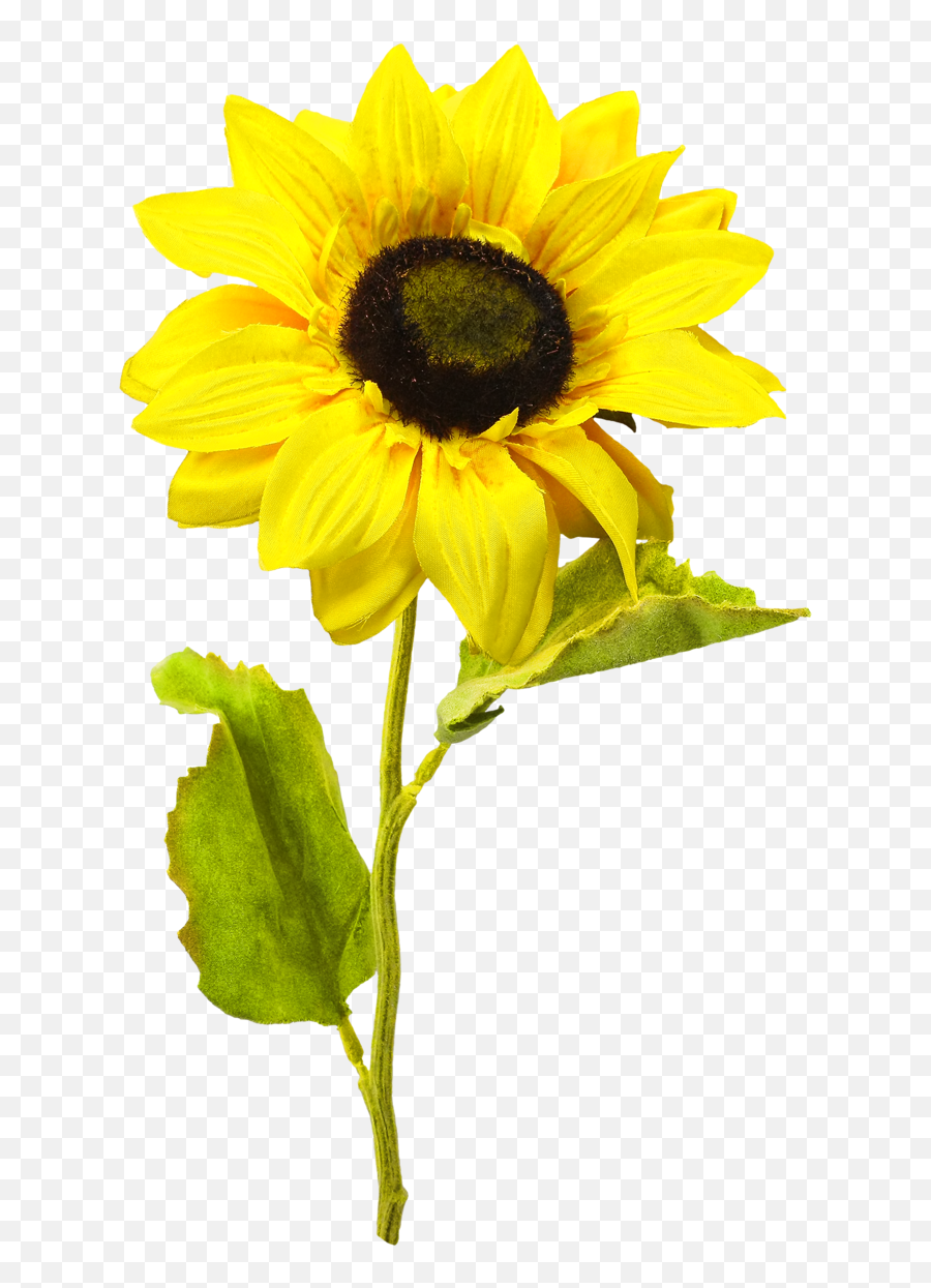 Sunflower Png - Transparent Images Background Sunflower Png Transparent,Sunflower Transparent Background