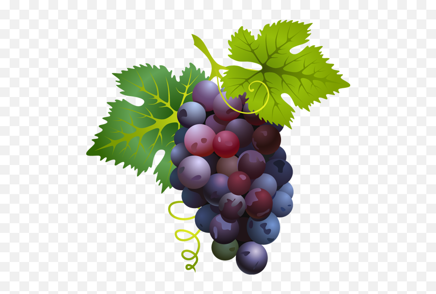 Free Grape Vine Png Download Clip - Grape Clipart Png,Grapevine Png