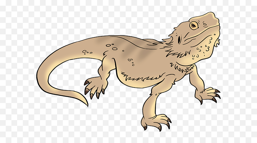 How To Draw A Bearded Dragon Lizard - Really Easy Drawing Beginner How To Draw A Bearded Dragon Step By Step Png,Bearded Dragon Png