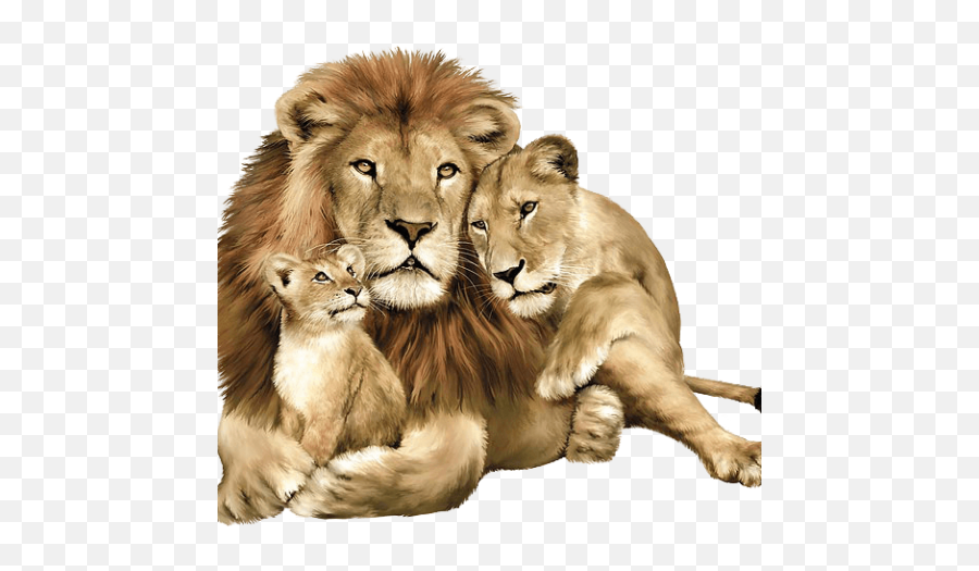 Free Png Downloads Konfest Lion Family Jungle Animals - La Famille De Lion,Lion Face Png