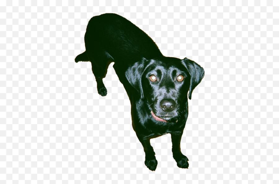 Download Doge - Hunting Dog Hd Png Download Uokplrs Hunting Dog,Doge Png