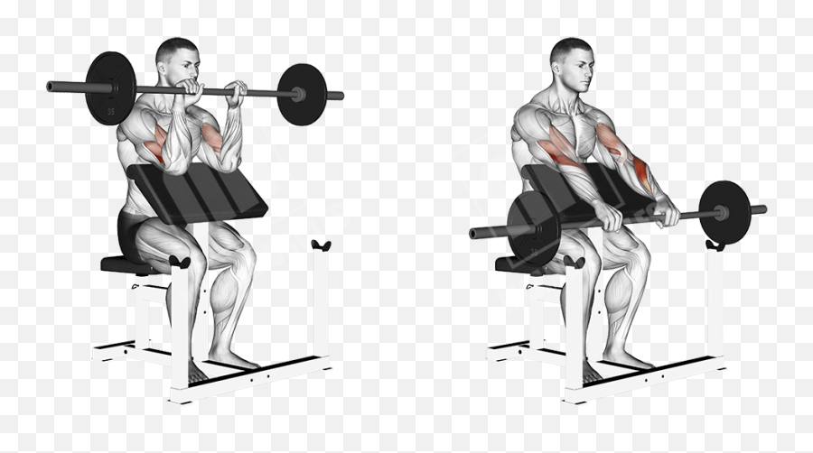 Reverse Preacher Muscles Curls U2013 Vice Versar - Deadlift Vs Squat Muscles Png,Preacher Png