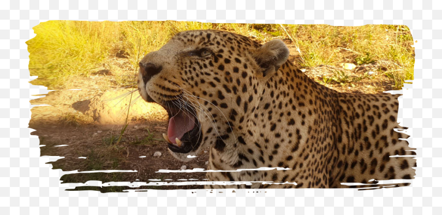 Adopt A Leopard - Jaguar Png,Leopard Png