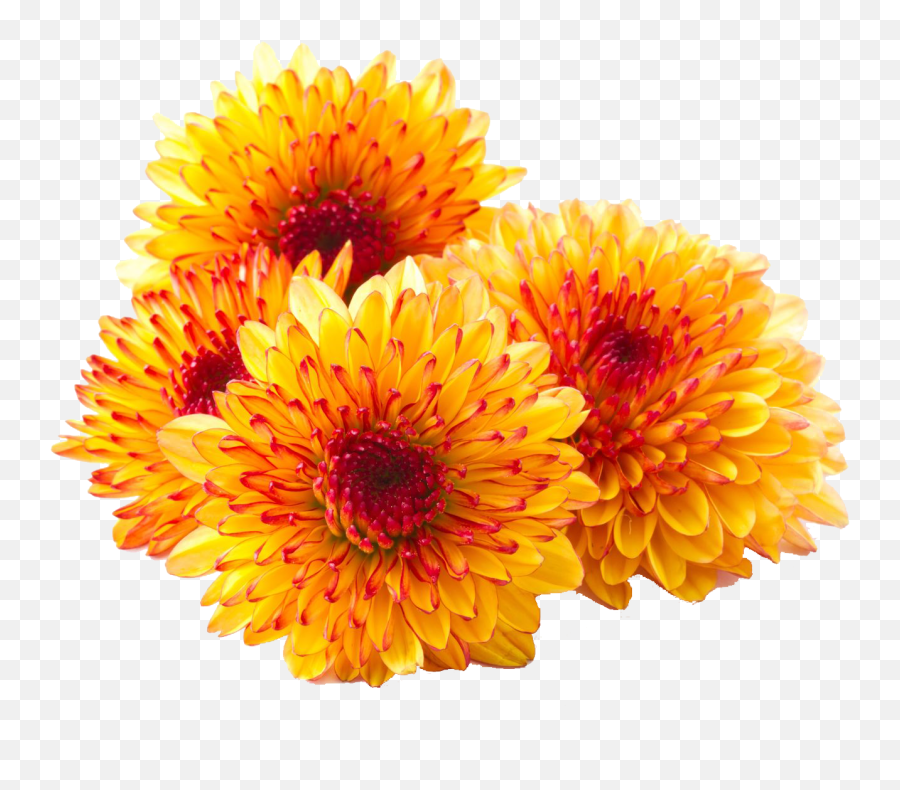 Chrysanthemum Png Photos - Chrysanthemum Meaning In Hindi,Chrysanthemum Png