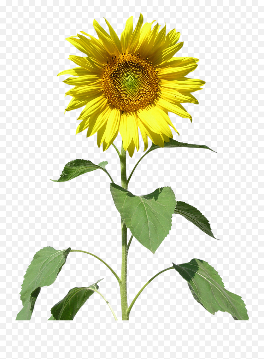 Common Sunflower Sunflowers Clip Art - Sunflower Png,Girasol Png