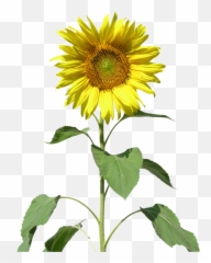 Common Sunflower Sunflowers Clip Art - Sunflower Png,Girasol Png