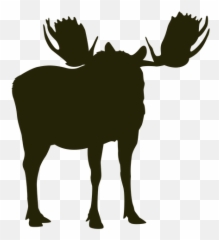 Hunting Moose Right Facing Standing Calm - Transparent PNG Caribou