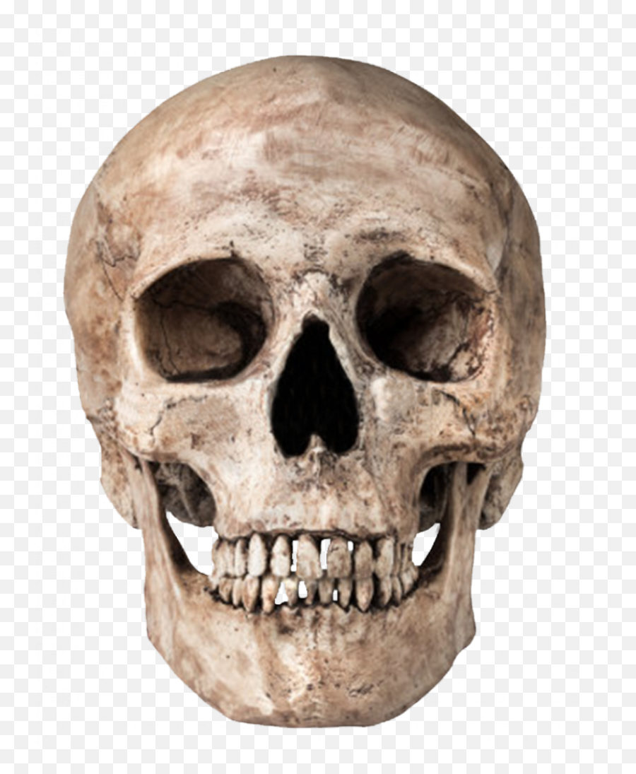 Skull Png Images Free Download - Skull Png,Skull Face Png