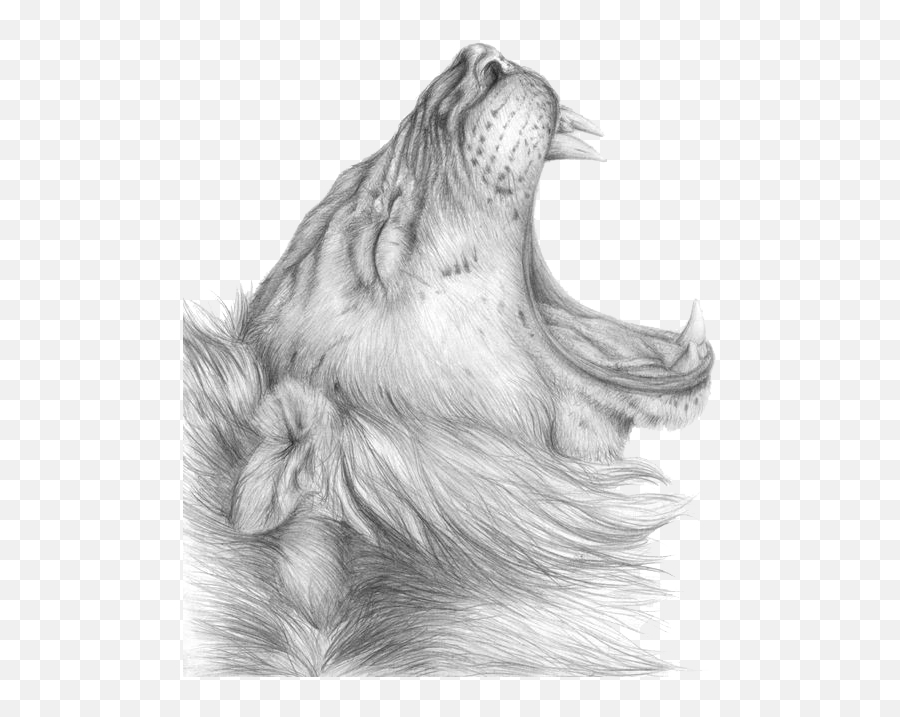 Lioness Roar Png Clipart Mart - Sketch Lion Drawing,Lion Roar Png
